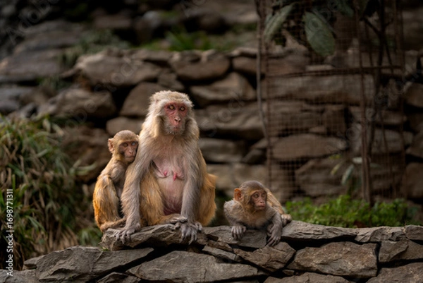 Fototapeta Mother monkey with two babies sitting on stone wall. A touching wildlife moment showing family bond, animal behavior, care and connection in nature.