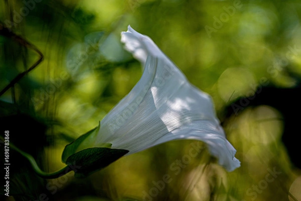 Fototapeta Side view of white bindweed flower with green background
Macro side view of a white bindweed flower with natural texture and green blurred background.
