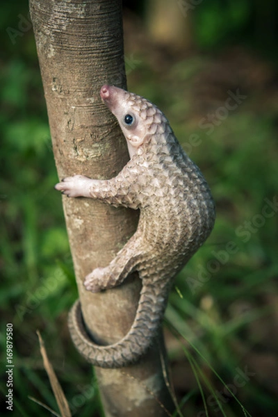 Obraz baby pangolino