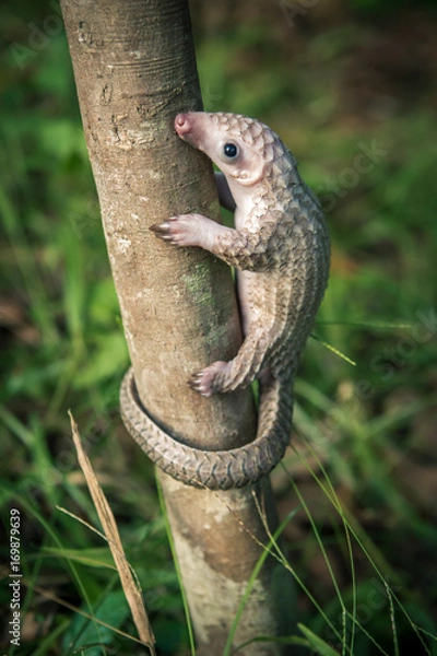 Obraz baby pangolino