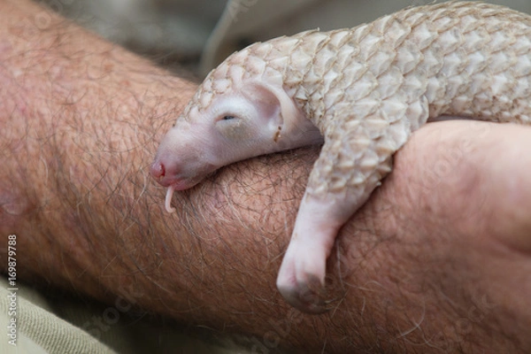 Obraz baby pangolino