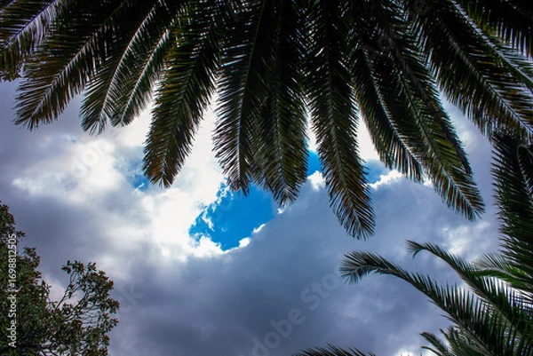 Obraz palm tree and blue sky