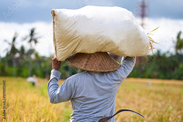 Obraz Harvest season in a rice field. An Asian farmer carries a bag of mowed rice on his head.