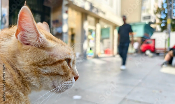 Obraz Cute cat watching the city views