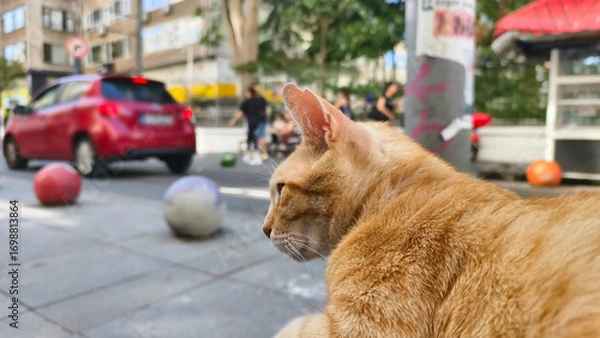 Obraz Cute cat watching the city views