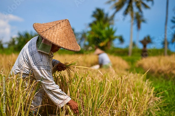 Obraz Emotional portrait of an Asian farmer wearing a straw hat and holding a sickle knife and cutting rice stalks in the field on a hot day.