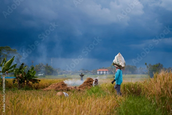 Obraz Harvest season in a rice field. An Asian farmer carries a bag of mowed rice on his head.