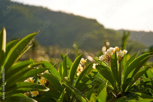 Fototapeta Asian flowering frangipani tree against the sunset. Close-up of a branch with fragile white and yellow plumeria flowers.