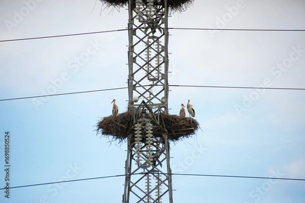 Fototapeta High-voltage power tower with stork nests in its structure