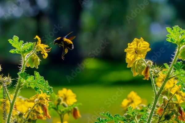 Obraz Abejorro recolectando néctar en campo silvestre