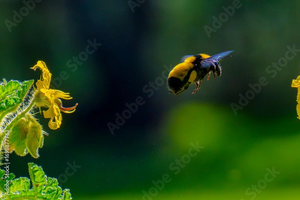 Obraz Abejorro recolectando néctar en campo silvestre