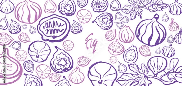 Fototapeta Isolated vector illustration of fig fruits, fig slices and fig branch with leaves in plum and purple colors. Fig set. Outline vintage style on white background. Hand drawn for menu and print.