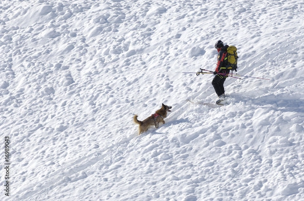 Obraz cinofilo soccorso alpino