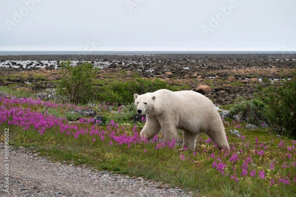 Obraz Female polar bear walking up off the low tide mud flats into tall grass and pink fireweed wildflowers, symbol of climate change and global warming, Hudson Bay, Manitoba, Canada
