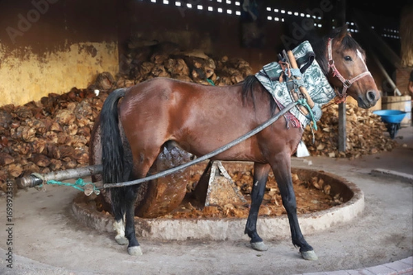 Fototapeta Horse powered stone grinding wheel used in the production of mezcal in Mexico. Domestic horse working h at distillery factory