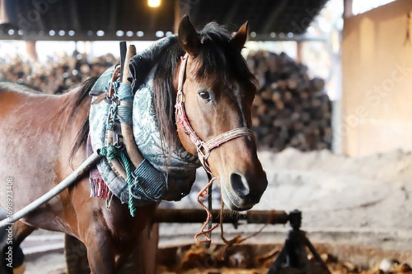 Fototapeta Horse powered stone grinding wheel used in the production of mezcal in Mexico. Domestic horse working h at distillery factory