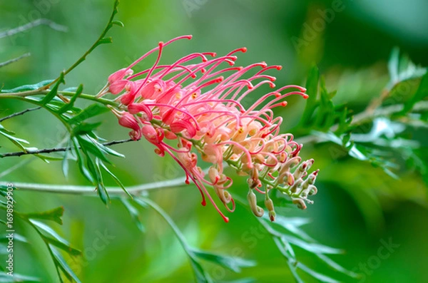 Fototapeta A hybrid of Grevillea Mason, also known as Kentlyn and Ned Kelly. Close-up with water droplets on the flowers.