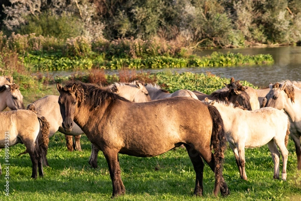Fototapeta a herd of wild konik horses near lakes in a Dutch nature reserve Oostvaardersplassen in Almere, selective focus. wildlife tourist attractions in the Netherlands