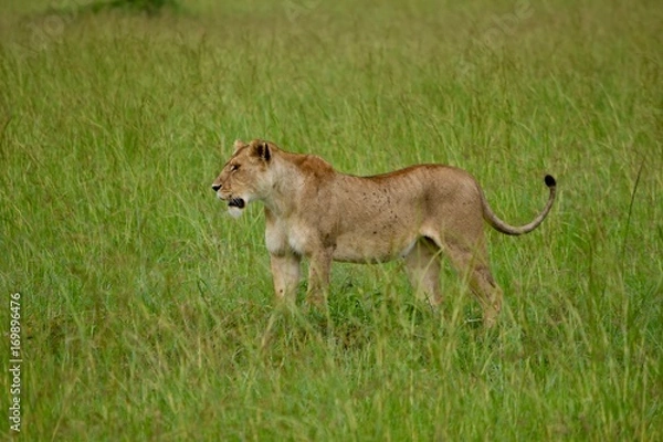 Obraz アフリカの雌ライオン