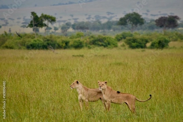 Obraz ケニアの雌ライオン