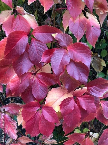 Fototapeta Background with bright multi-colored autumn leaves in the foreground bright red grape leaves of Boston ivy vine (also known as Japanese creeper