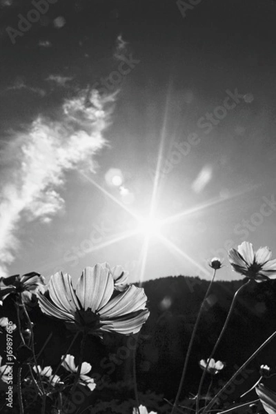 Fototapeta コスモス