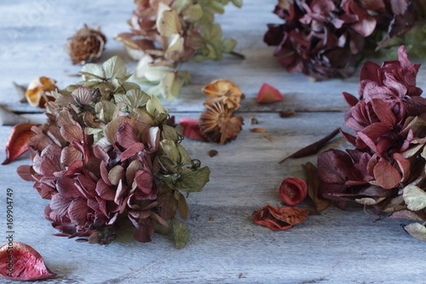 Obraz 紫陽花のドライフラワー