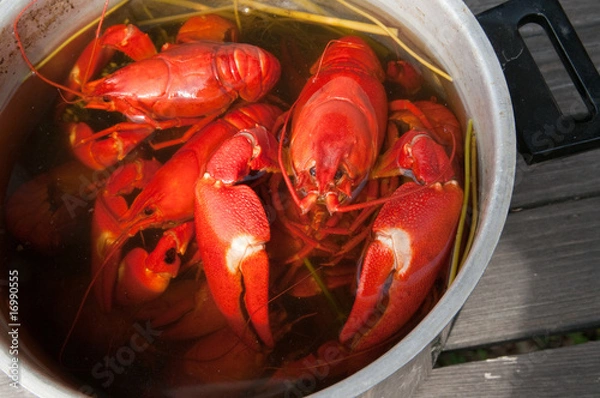 Obraz ´Red crayfish in a cooking bowl