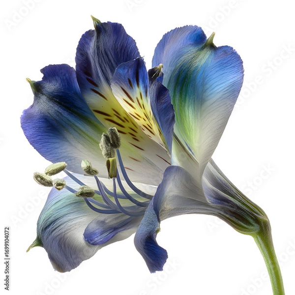 Obraz A stunning macro photograph of a single blue lily blossom with delicate petals, isolated on a pure white background