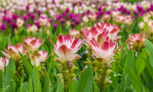 Fototapeta Curcuma is a genus of about 100 accepted species in the family Zingiberaceae that contains such species as turmeric and Siam Tulip.