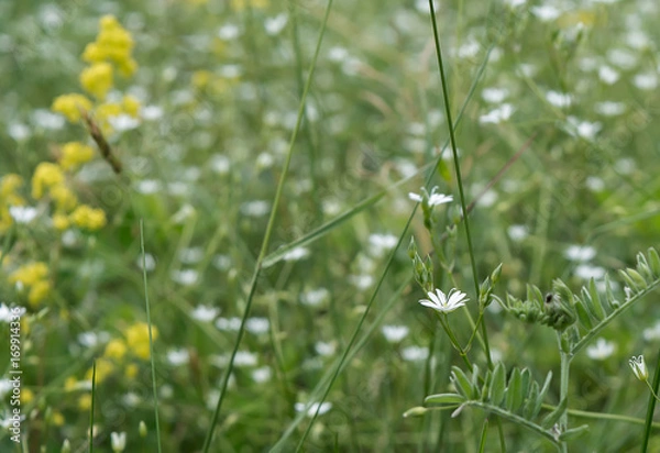 Fototapeta Spring background