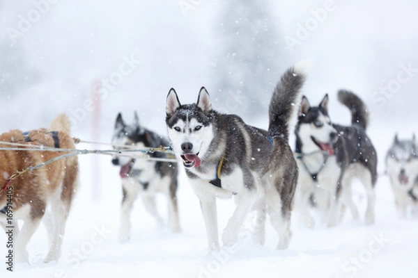 Fototapeta Front view at siberian huskys at race in winter