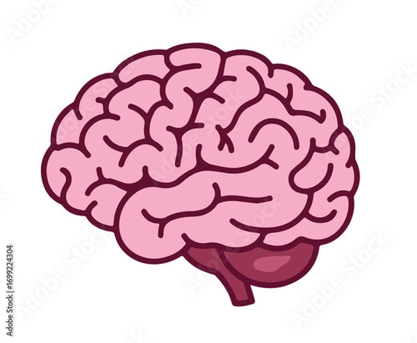 Fototapeta Cartoon brain illustration depicts a simplistic anatomical model on a white isolated background
