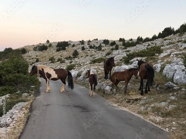 Obraz Horses on the Road