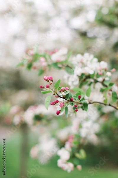 Obraz Blühender Kirschbaum