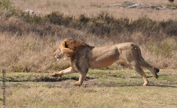 Obraz Lion attacks zebra 1