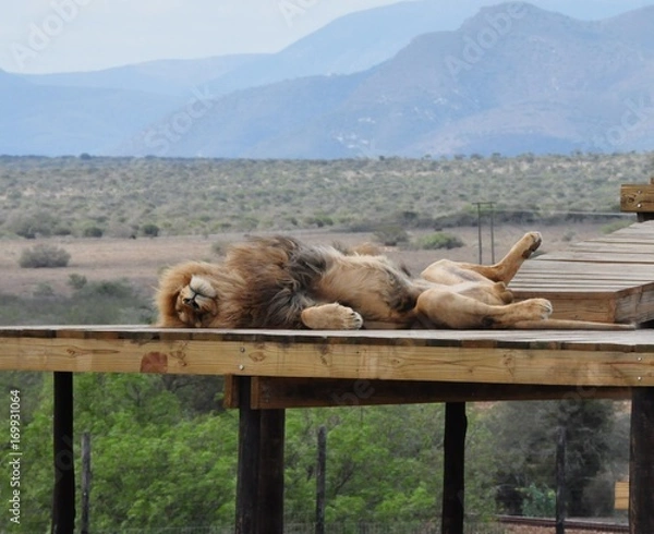 Obraz Lion sleeping