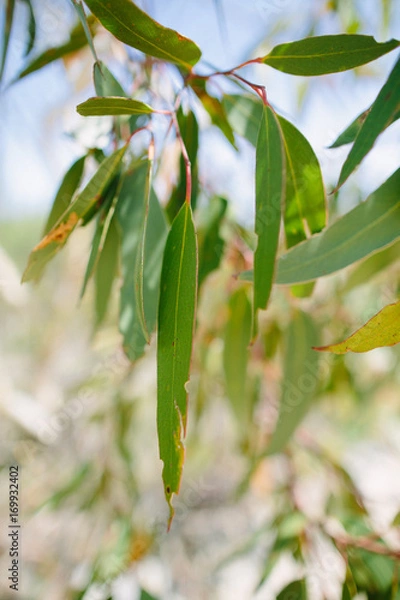Obraz Eukalyptus