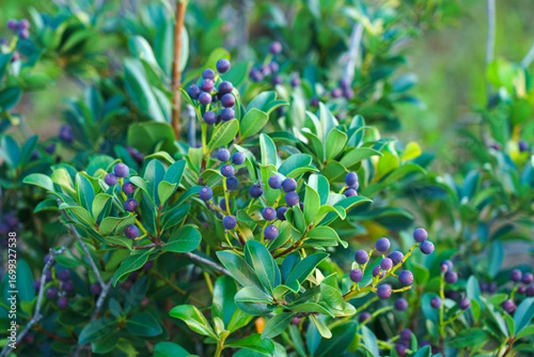 Fototapeta Tokyo, Japan - Oct 13 2024, A close-up view of the berries of the Rhaphiolepis umbellata plant, with a blurred background, in a garden in Tokyo, at daytime, Tokyo, Japan