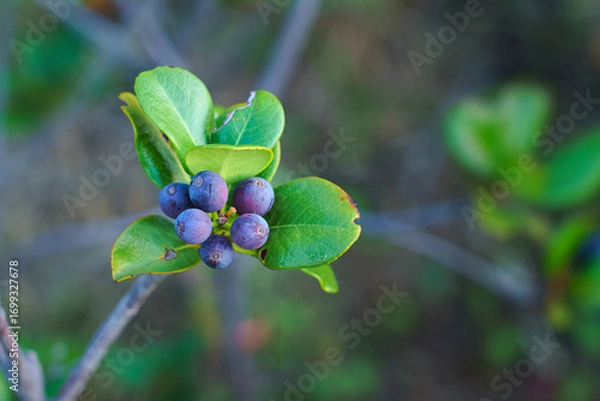 Fototapeta Tokyo, Japan - Oct 13 2024, A close-up view of the berries of the Rhaphiolepis umbellata plant, with a blurred background, in a garden in Tokyo, at daytime, Tokyo, Japan