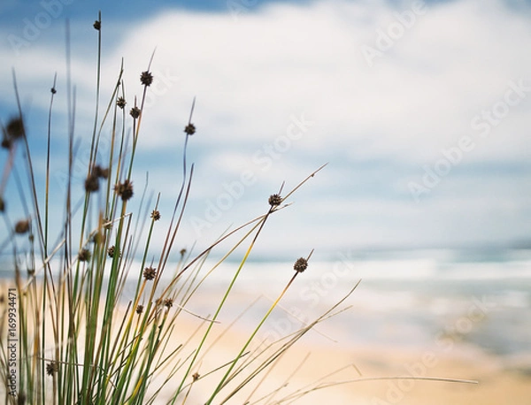 Obraz Gräser am Strand