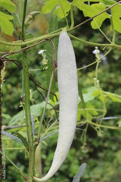 Obraz Snake Gourd,pointed gourd