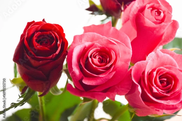 Fototapeta ピンクと赤のばら