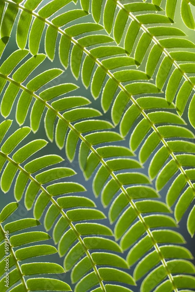 Obraz Green leaf pattern