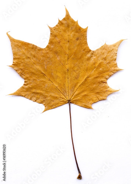 Obraz Fall leaf