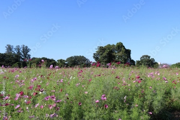 Fototapeta コスモス畑　秋の田舎風景　青空