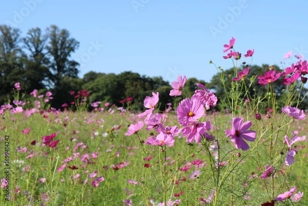 Obraz コスモス畑　秋の田舎風景　青空