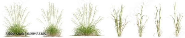 Fototapeta Stipa gigantea or Golden Oats and evergreen grass for create garden with isolated on transparent background. png file, 3d rendering illustration	