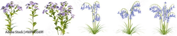 Fototapeta Set of Aster flower and Bluebell flower with isolated on transparent background. png file, 3d rendering illustration
