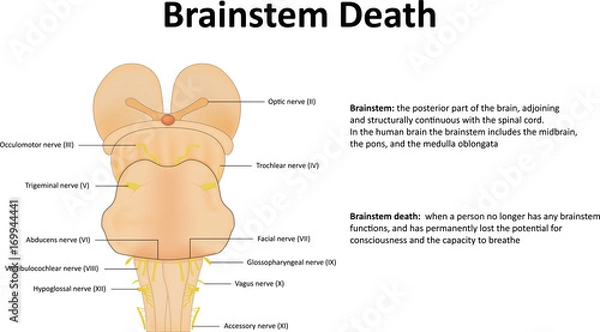 Fototapeta Brainstem Death